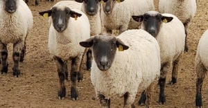 swfp-shelley-huguley-sheep-pinkertons-closeup.jpg