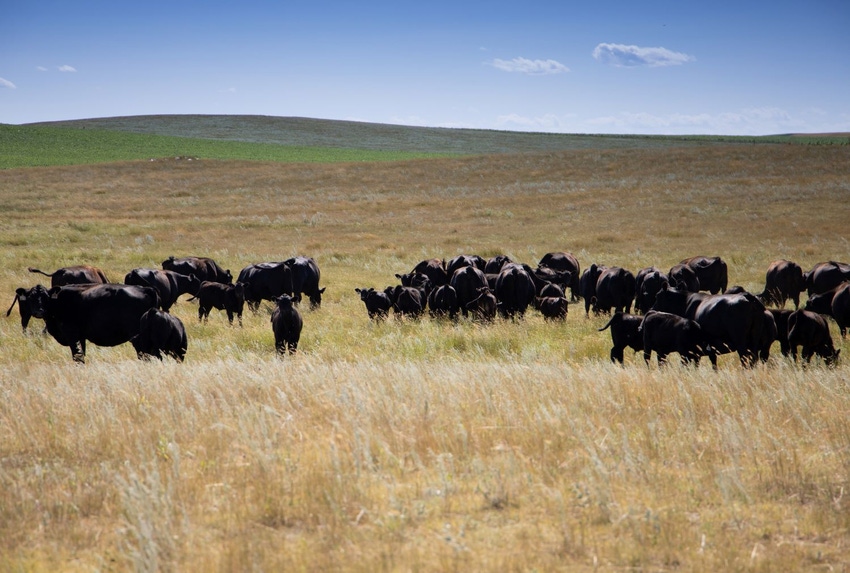 11-05-20 cattle_0.jpg 11-05-20 cattle_0.jpg