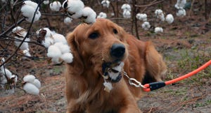 dog-eats-cotton-georgia-farm-a.jpg