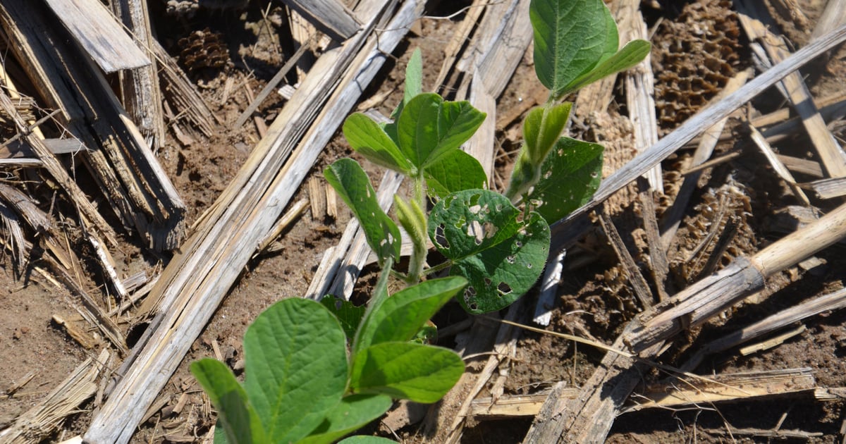 Insecticide seed treatment in soybeans: Weigh cost vs. benefits