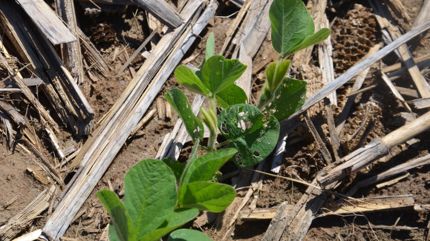 young soybean plants showing signs of pest feeding young soybean plants showing signs of pest feeding