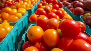  Close up of containers of cherry tomatoes at a farmers market