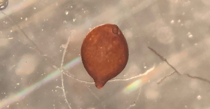 microscope slide of female soybean cyst nematode