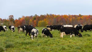 dairy cows in field grazing