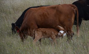 Red cow nursing her calf