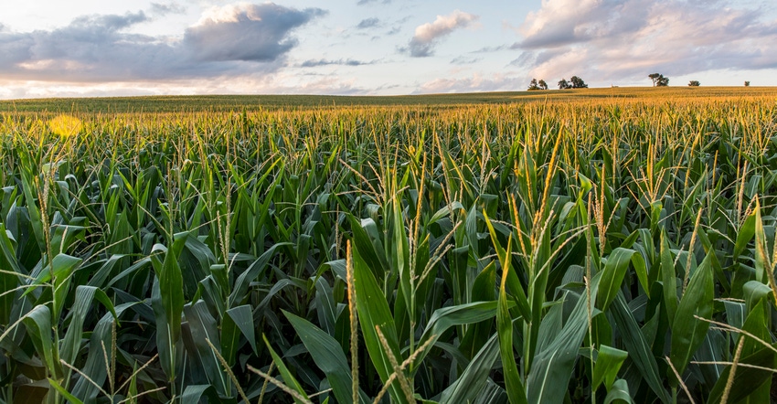 sunset over cornfield