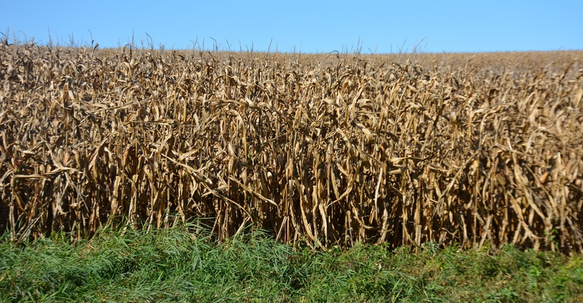 Landscape view of corn ready for harvest