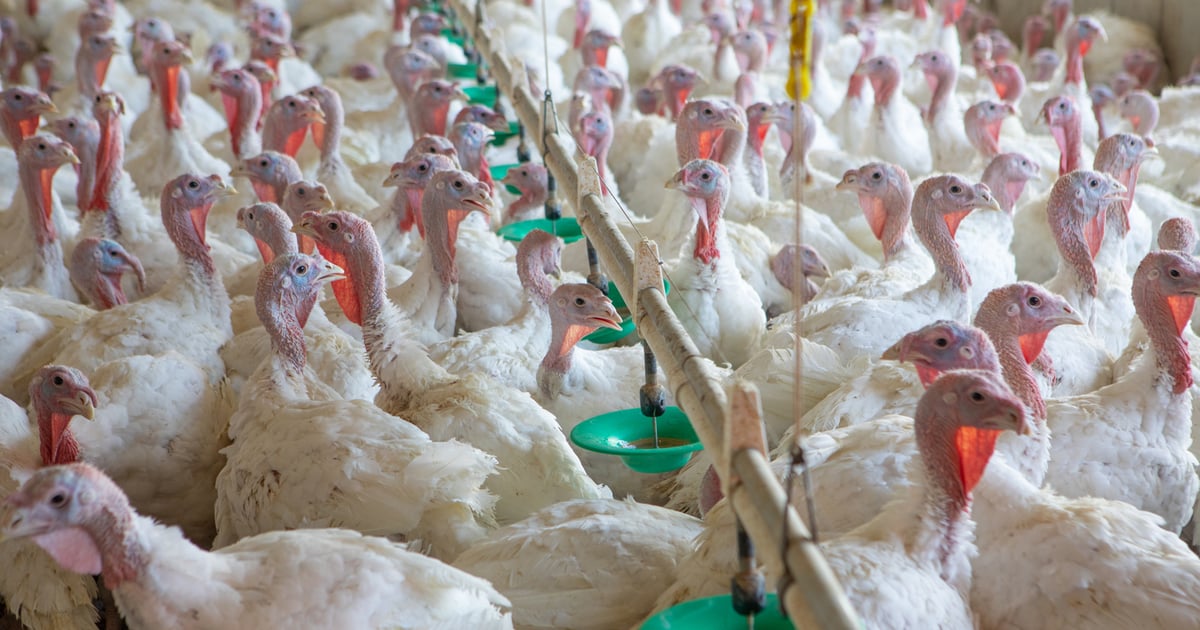 Avian influenza continues to spread in Minnesota