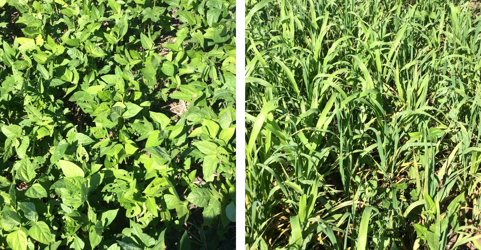 Maximizing N fixation with legume covers