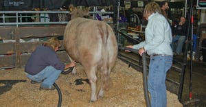 two people fit a beef cow, preparing it for a show