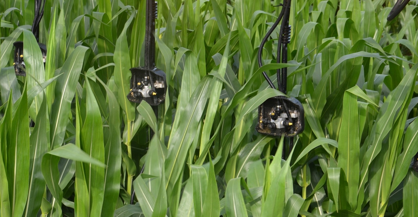 corn field nitrogen application