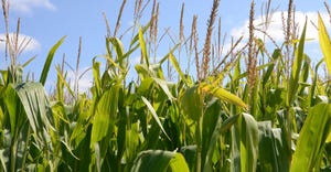 closeup of tasseled corn