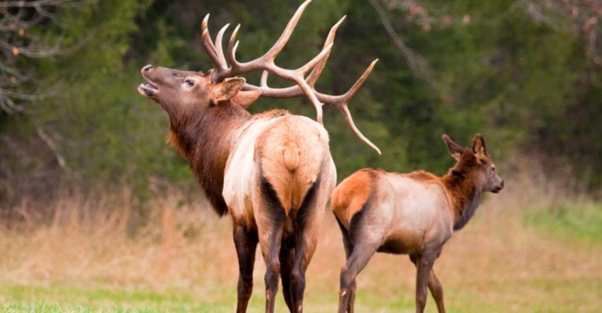 male and female elk
