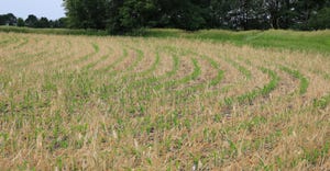 cereal rye