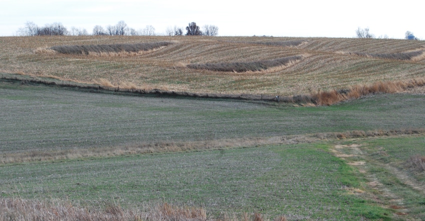 cover crops in field