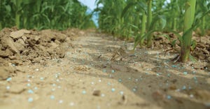 SuperU fertilizer granules on ground between cornstalks