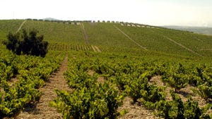 Spanish vineyard