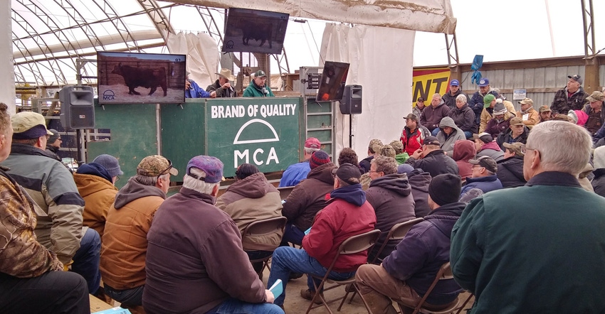 The 31st Annual MCA-MSU Bull Evaluation Program sale day was March 16 in Crystal.