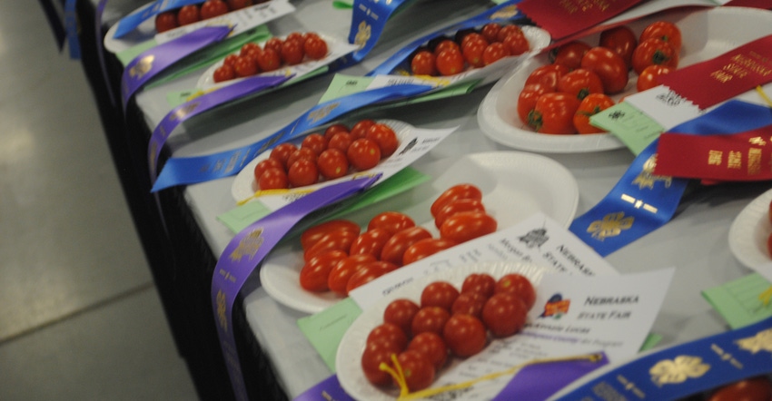 Cherry tomatoes in containers