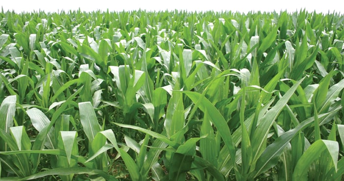 Don’t ignore resistance threat from rootworms to Bt corn | Farm Progress