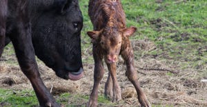 newborn calf standing with mother 
