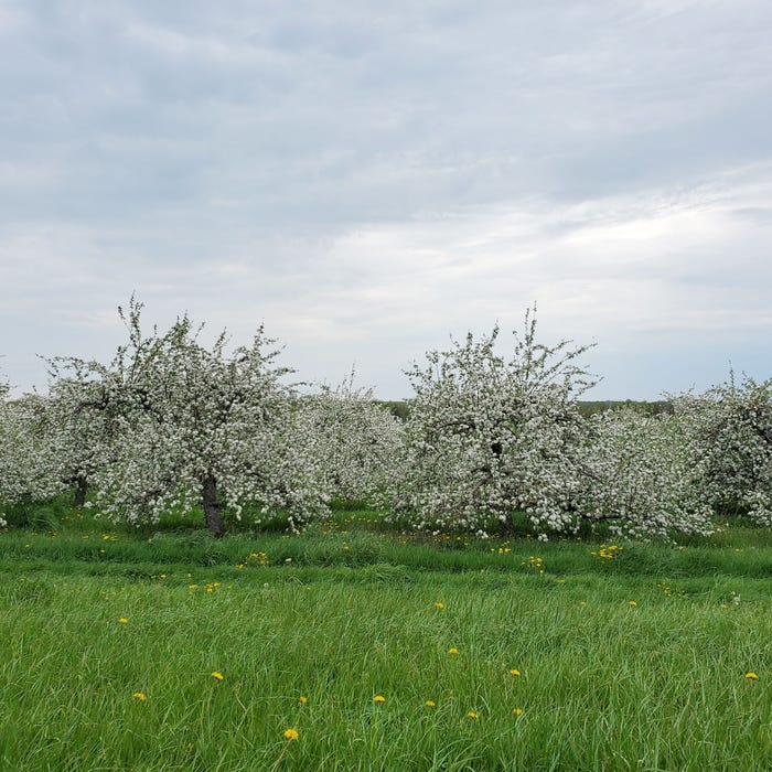 Deborah Jeanne Sergeant - Apple trees blossoming