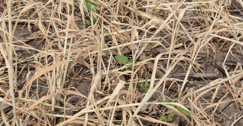 Emerging crop of soybeans in a terminated field of cereal rye 