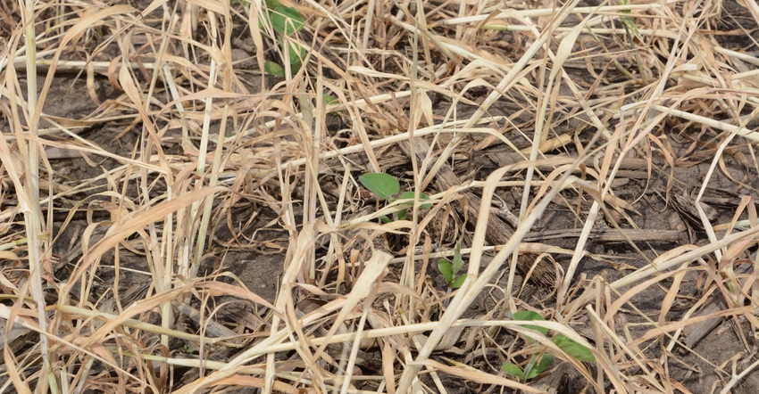 Emerging crop of soybeans in a terminated field of cereal rye Emerging crop of soybeans in a terminated field of cereal rye
