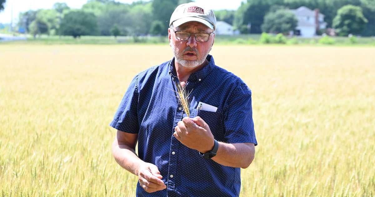 1st look at Delmarva’s wheat crop
