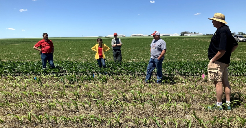 Cover crops in field Cover crops in field