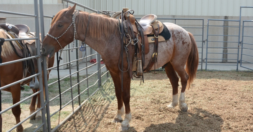 horse with saddle