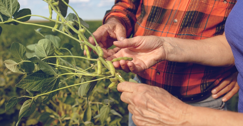 two farmers hands holding and inspecting soybean plant in soybean field