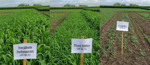 cover-crop-biomass-comparison-UMN.png