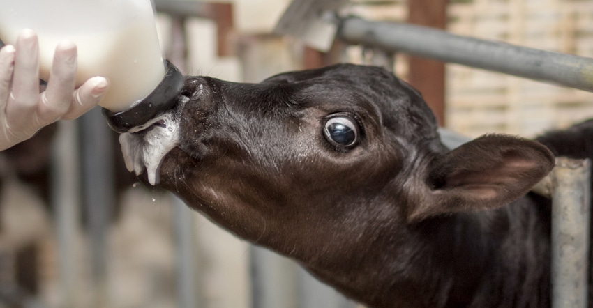 baby cow being fed a bottle in barn