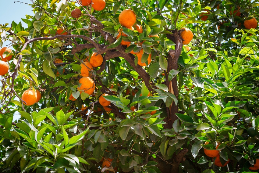 oranges-485351316.jpg