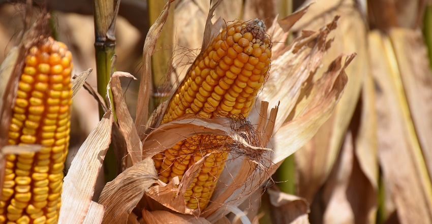 dfp-brentmurphree-corn_3021copy.jpg dfp-brentmurphree-corn_3021copy.jpg