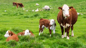 Hereford cows and calves on pasture
