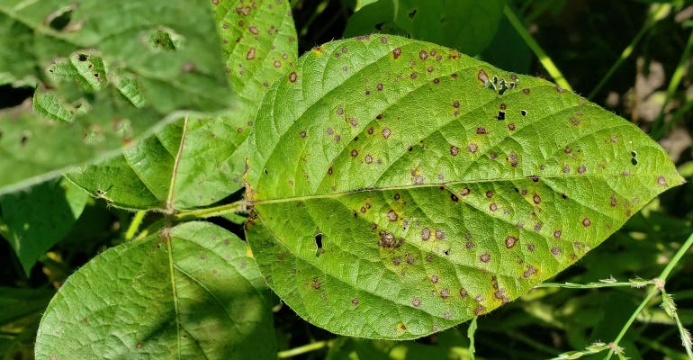 resistant frogeye leaf spot shown on leaf