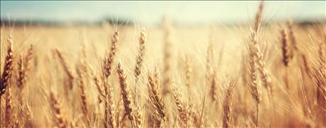wheat_harvest_2016_rain_slows_progress_1_636029608993304954.jpg