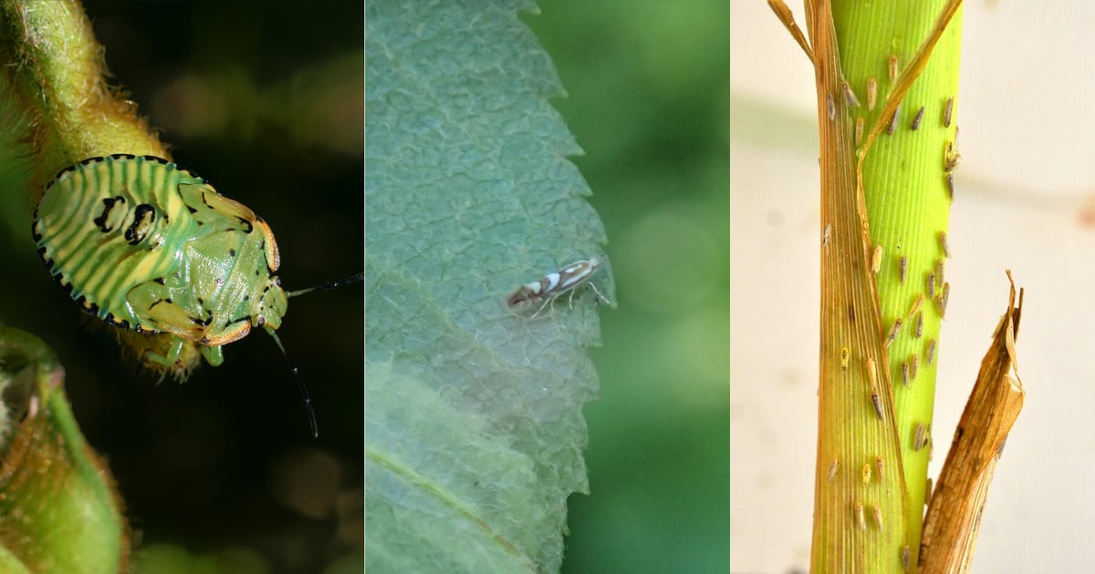 Scout these 3 crop pests this year