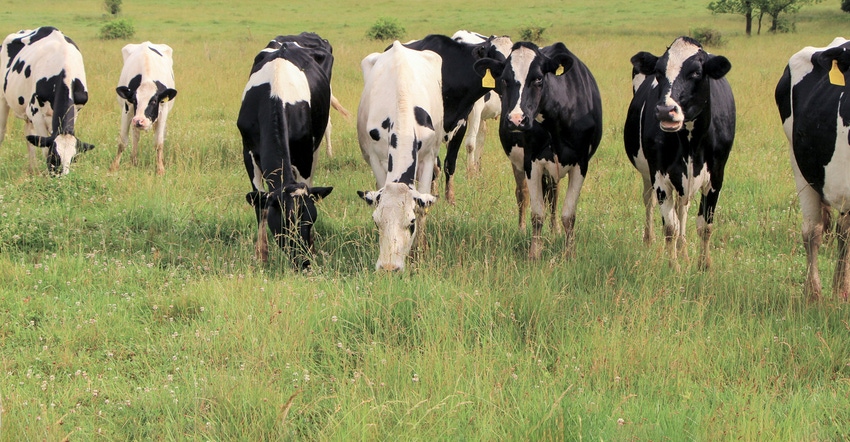 Dairy cattle roaming on the pasture