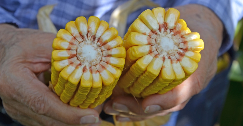 2 ears of corn 2 ears of corn