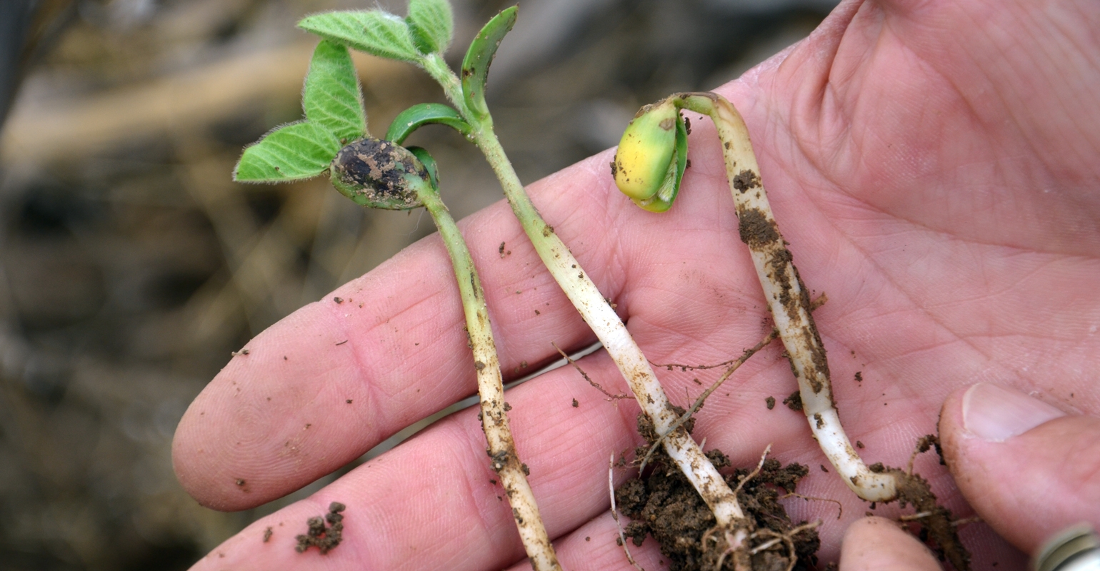 Early Season Check Of Soybean Fields Provides Valuable Information