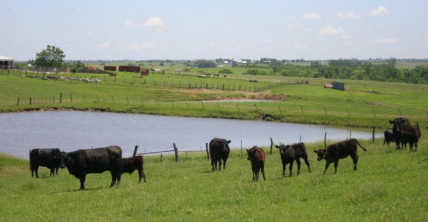 Farm Pond Cattle Istock535896991.jpg