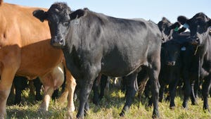 beef cattle grazing in a pasture
