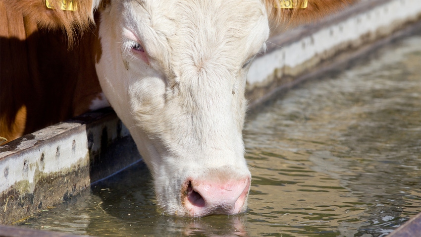 cow drinking water from a trough