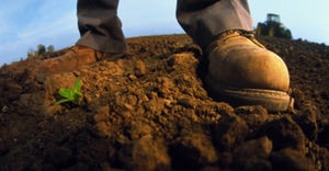 work boots standing in dirt with young seedling sprouted between feet