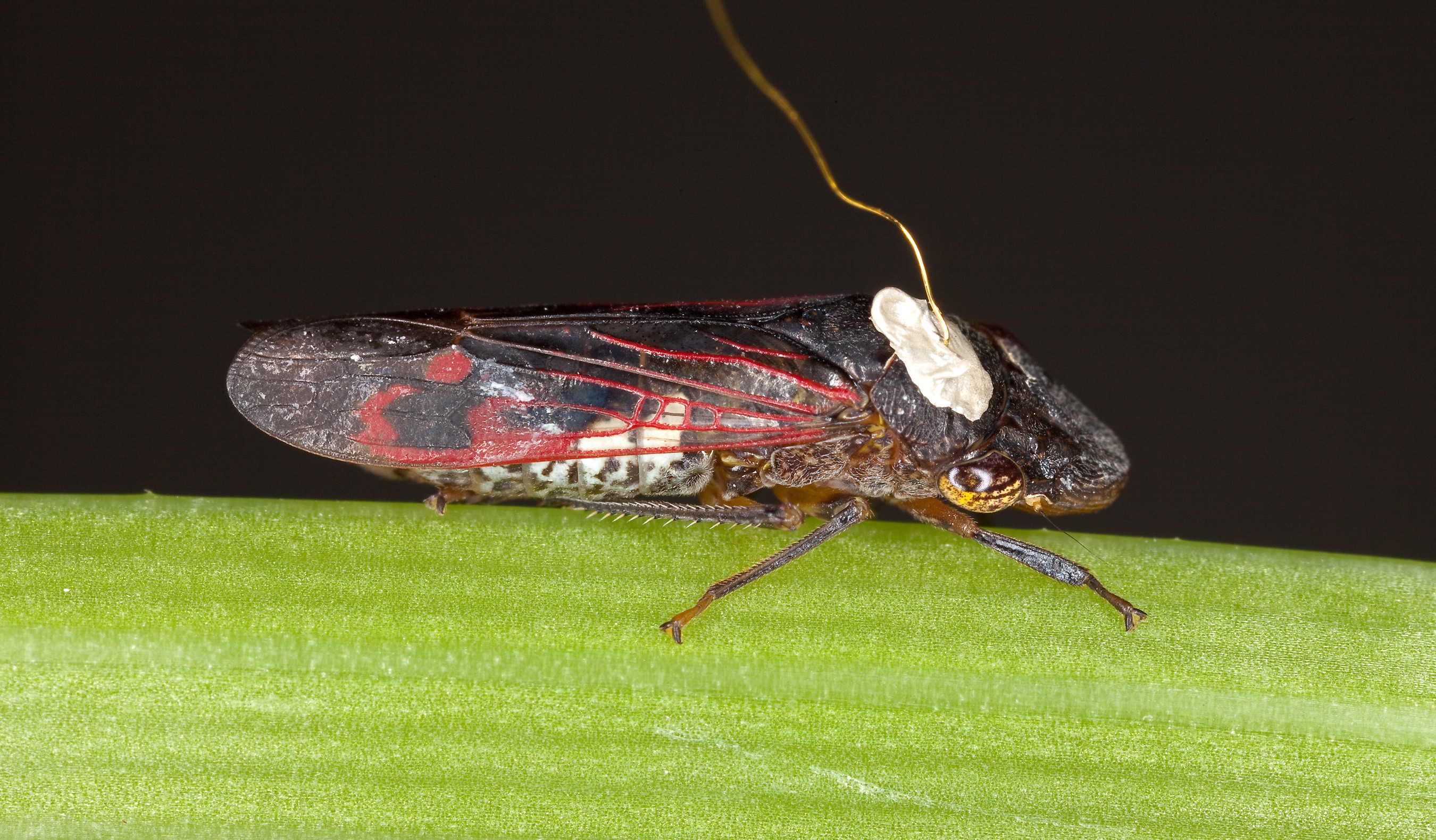 Glassy-winged sharpshooter