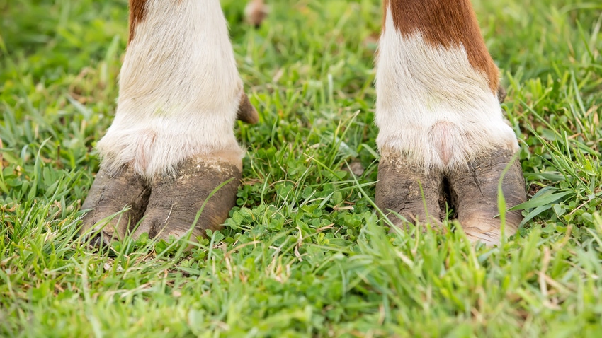 Close-up view of a brown and white Hereford cow's hooves