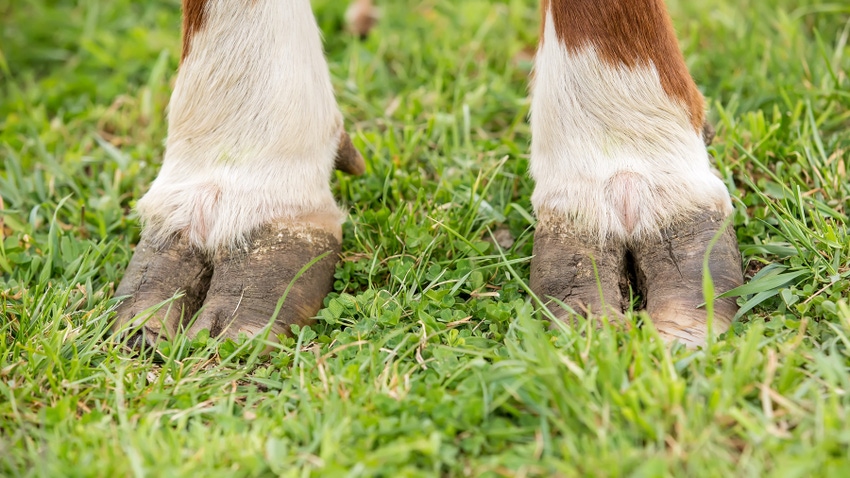 Close-up view of a brown and white Hereford cow's hooves Close-up view of a brown and white Hereford cow's hooves